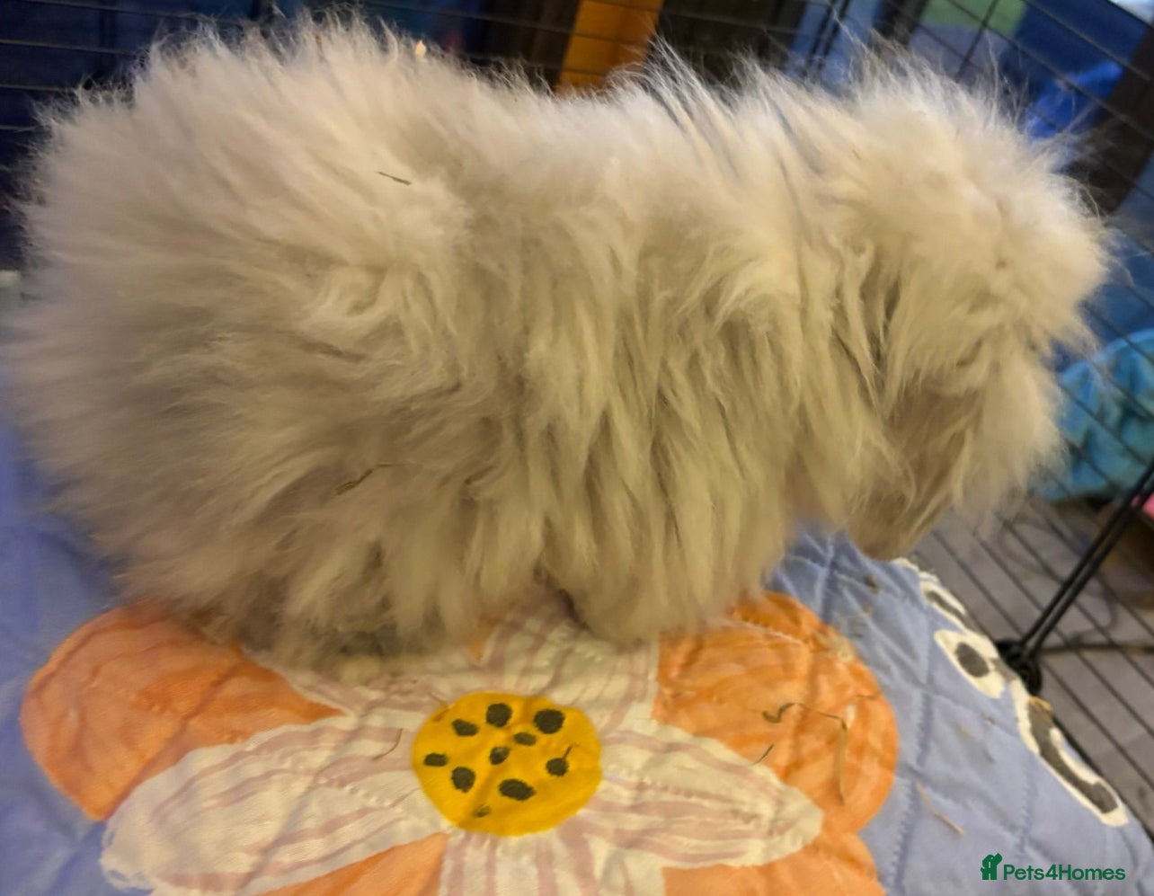 Mini Lop rabbits Female double mini lion lops  - Advert 2