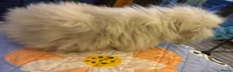 Mini Lop rabbits for sale: Female double mini lion lops  - Advert 2