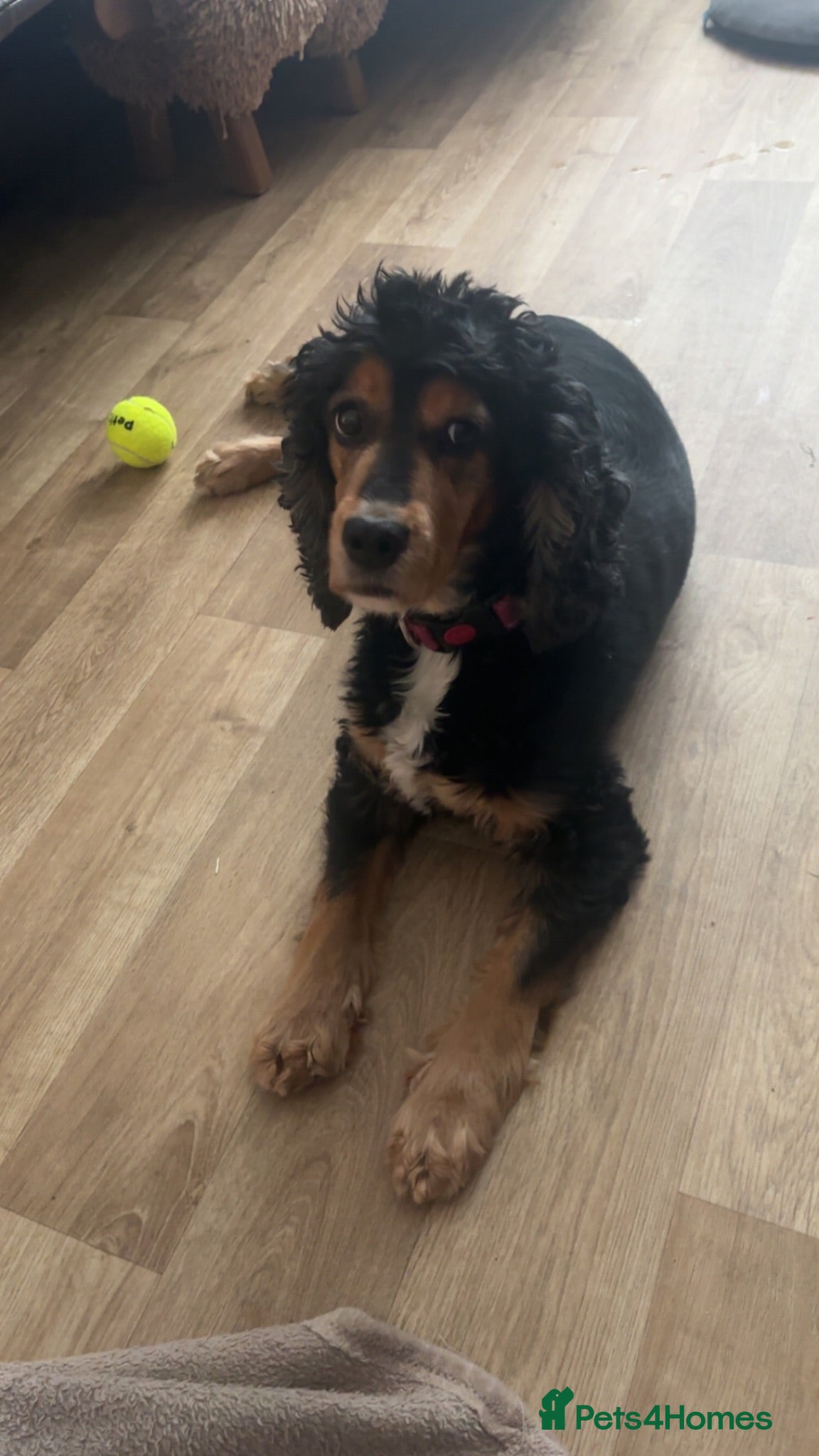 Cocker Spaniel dogs Gorgeous Cocker Spaniel pups for sale! - Advert 5