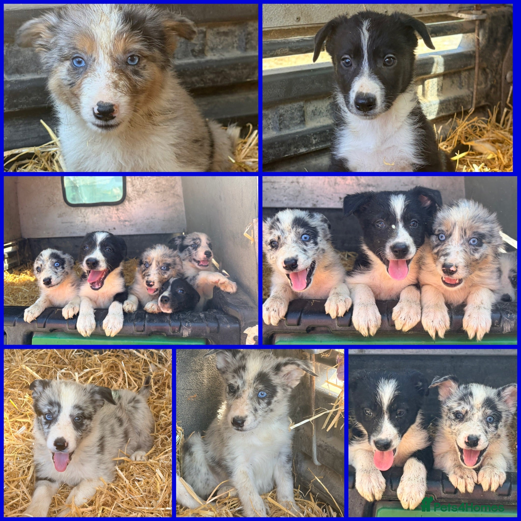 Border Collie dogs 7 beautiful border collie pups  - Advert 1