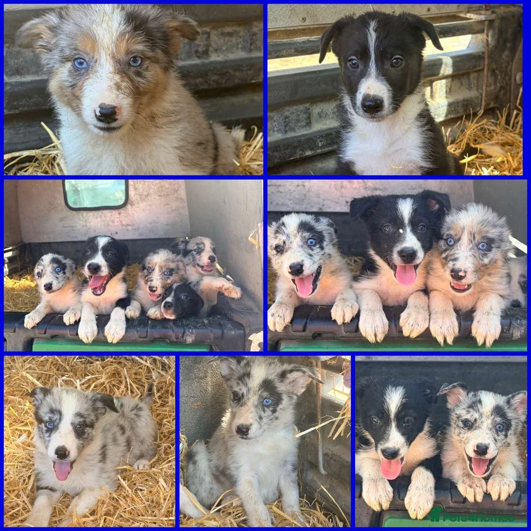 Border Collie dogs for sale: 7 beautiful border collie pups  in Newtown - Advert 1