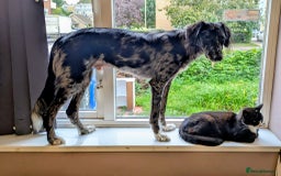 Mixed Breed dogs for sale: REHOME BORDERLUKI/TOBY  - Image 5