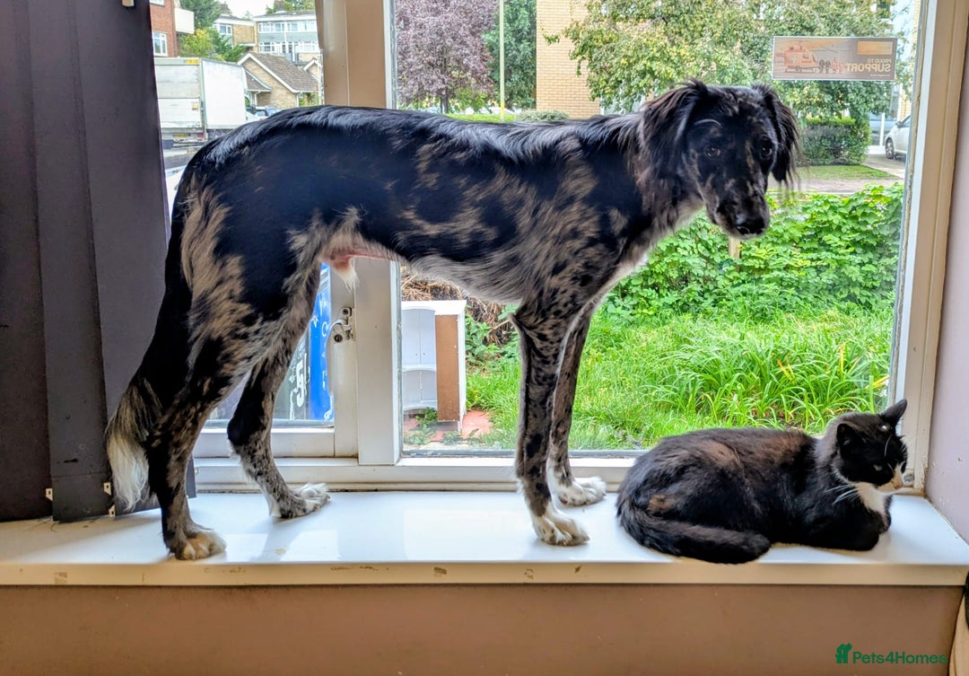Mixed Breed dogs for sale: REHOME BORDERLUKI/TOBY  - Image 5