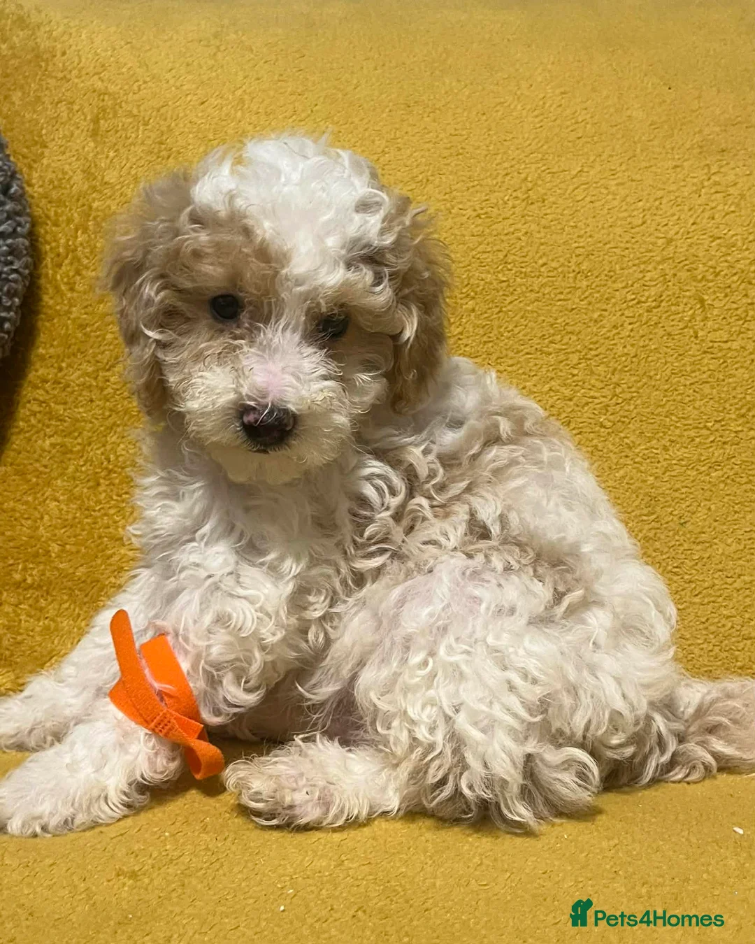 Toy Poodle dogs for sale: Toy poodle  in Sittingbourne - Advert 6