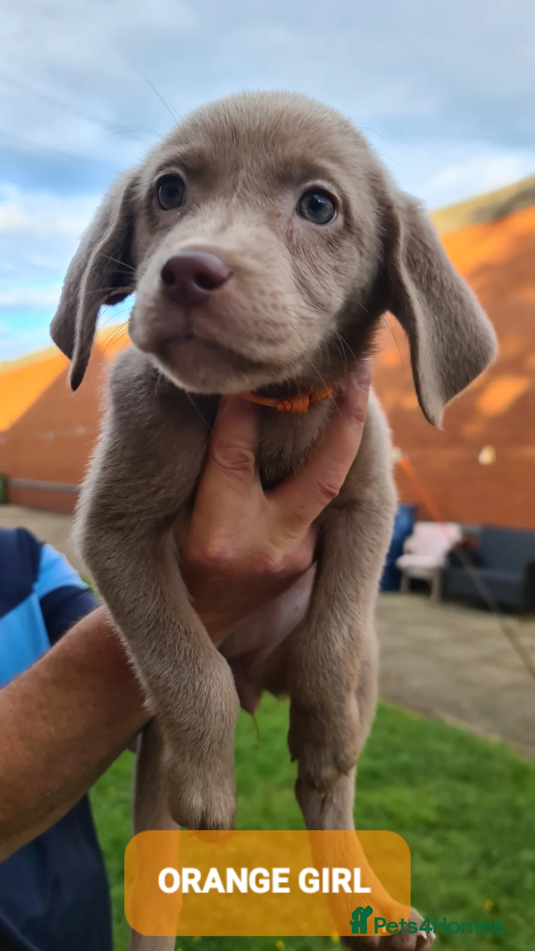 Labrador Retriever dogs for sale: LABRADOR RETRIEVER (SILVER) FULL KC REG - Advert 2