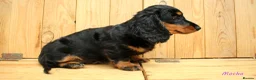 Miniature Dachshund dogs for sale: 🌟Dapple & Black Tan PRA Clear KC reg – June 26🌟 - Advert 16