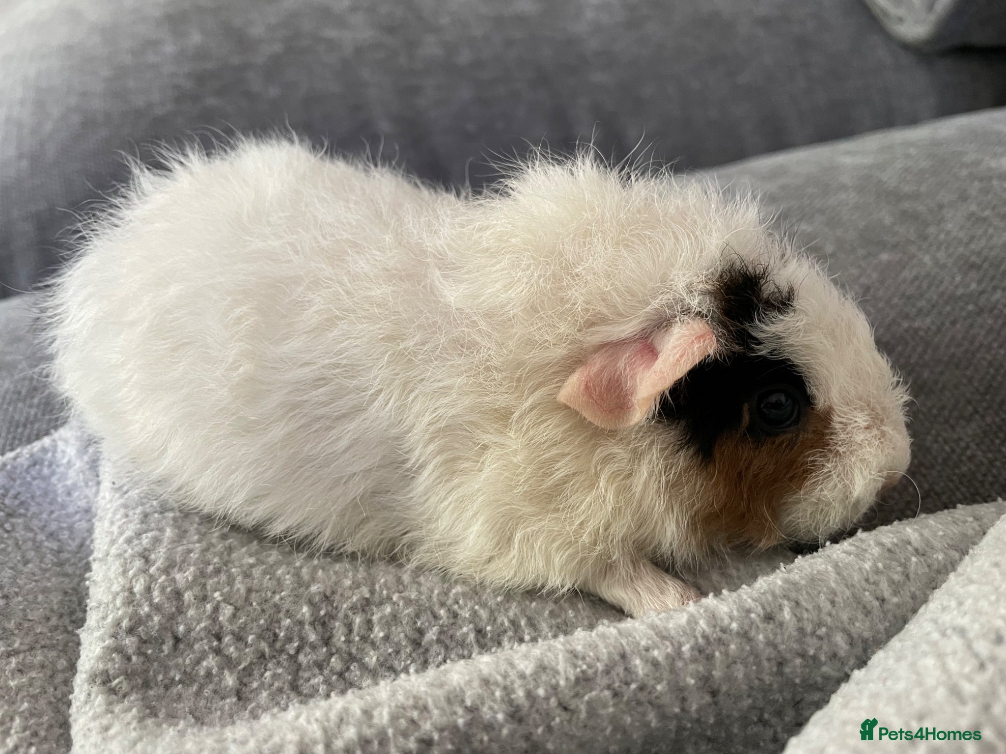 Guinea Pig rodents Pure breed Teddy Guinea Pigs - Advert 2