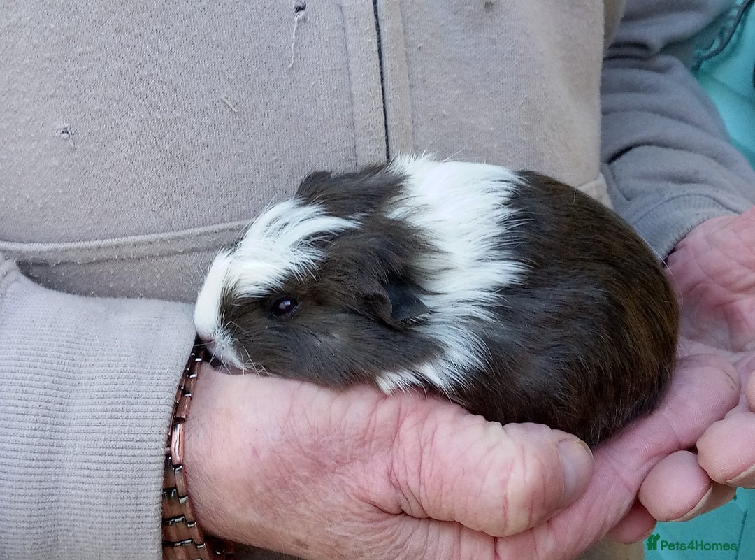 Guinea Pig rodents for sale: Sheltie female guinea pigs - Image 3