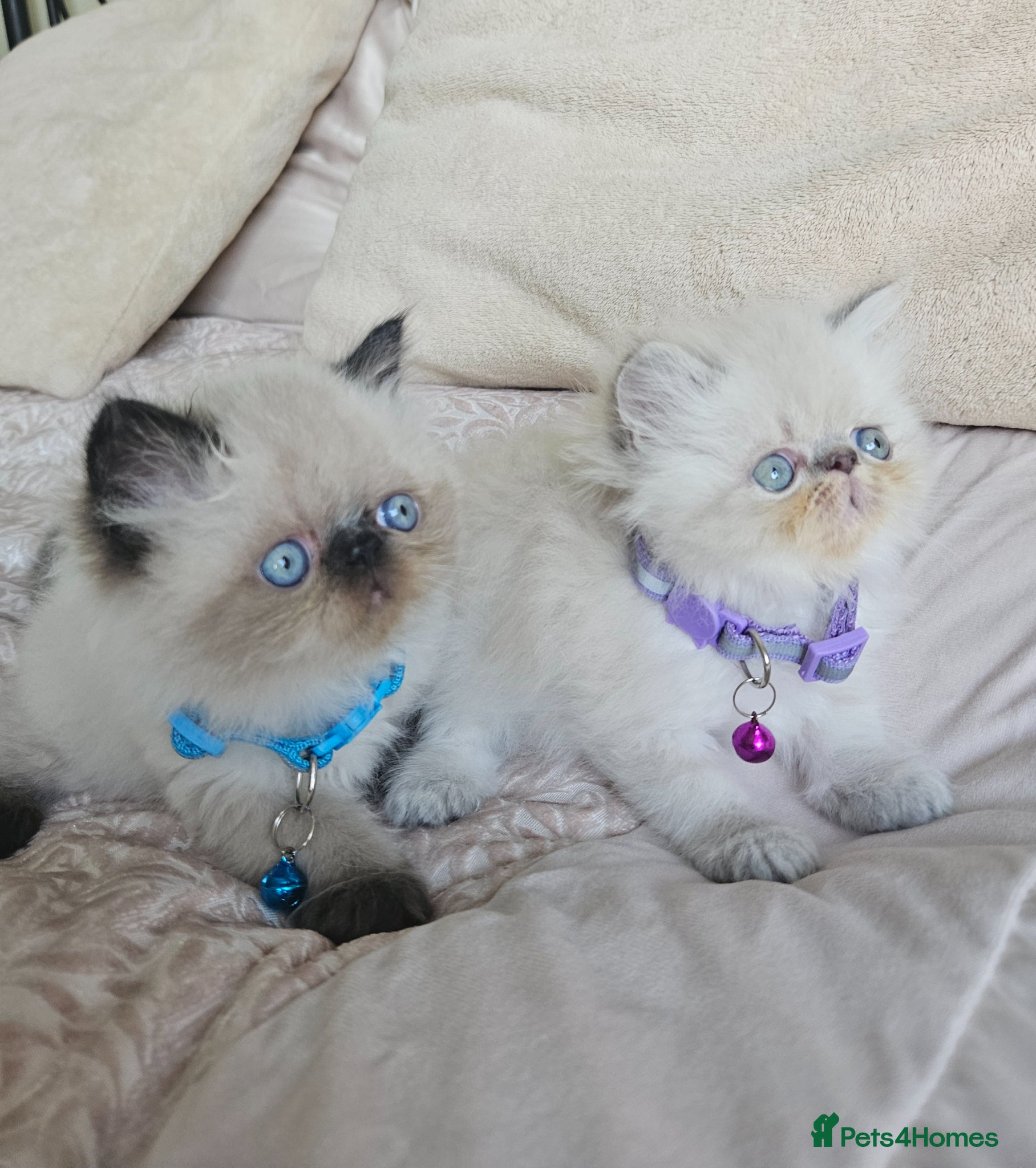Persian cats 😻Stunning Pedigree Persian Kittens😻  - Advert 13
