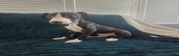 Whippet dogs for sale: 🐾 Beautiful Whippet Puppies Ready Now 🐾 - Advert 40