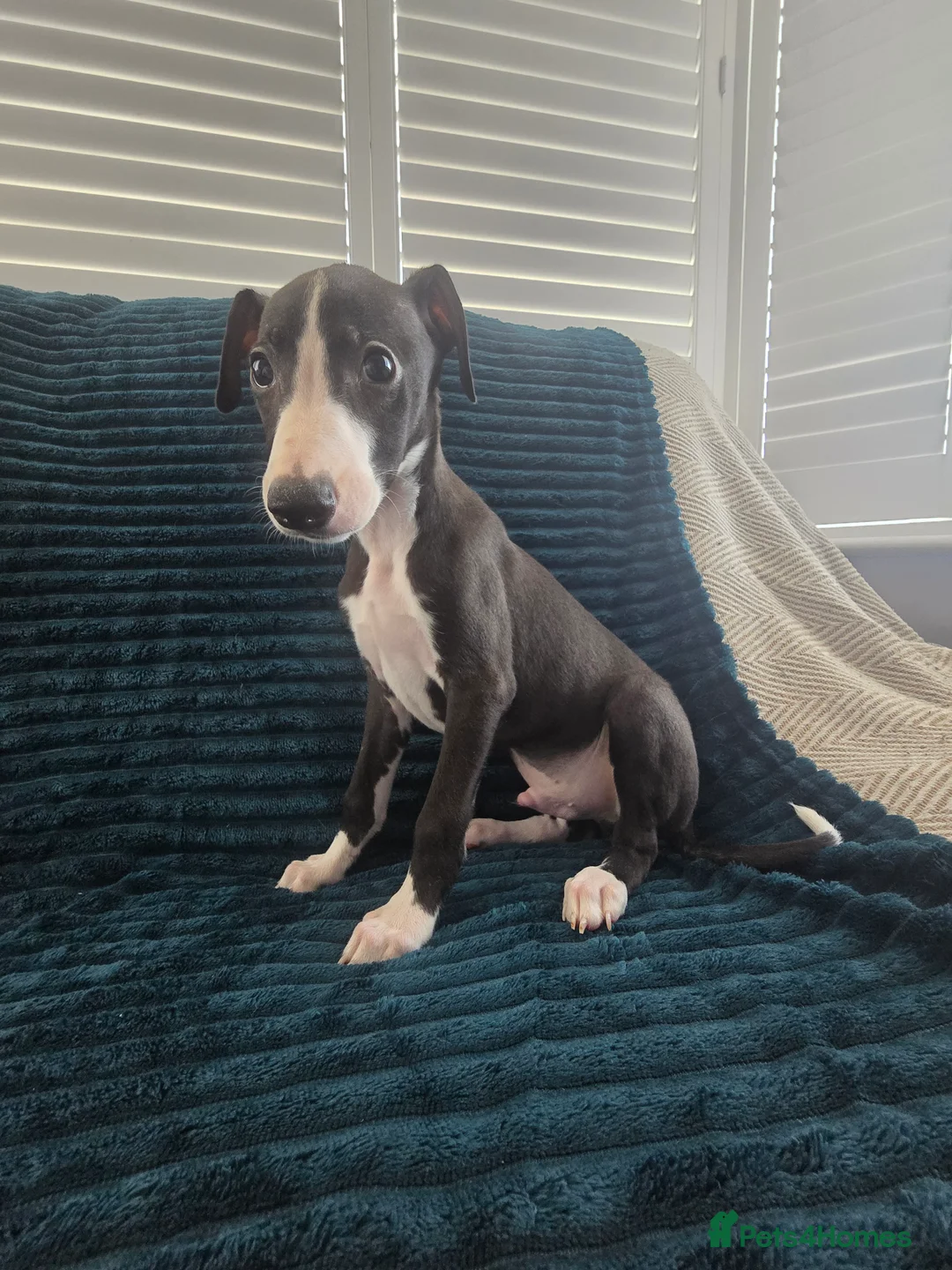 Whippet dogs for sale: 🐾 Beautiful Whippet Puppies Ready Now 🐾 - Advert 40