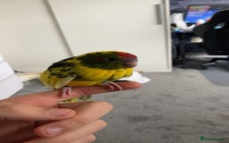 Parakeets birds for sale: Beautiful 7 week old Kakarikis - Advert 1