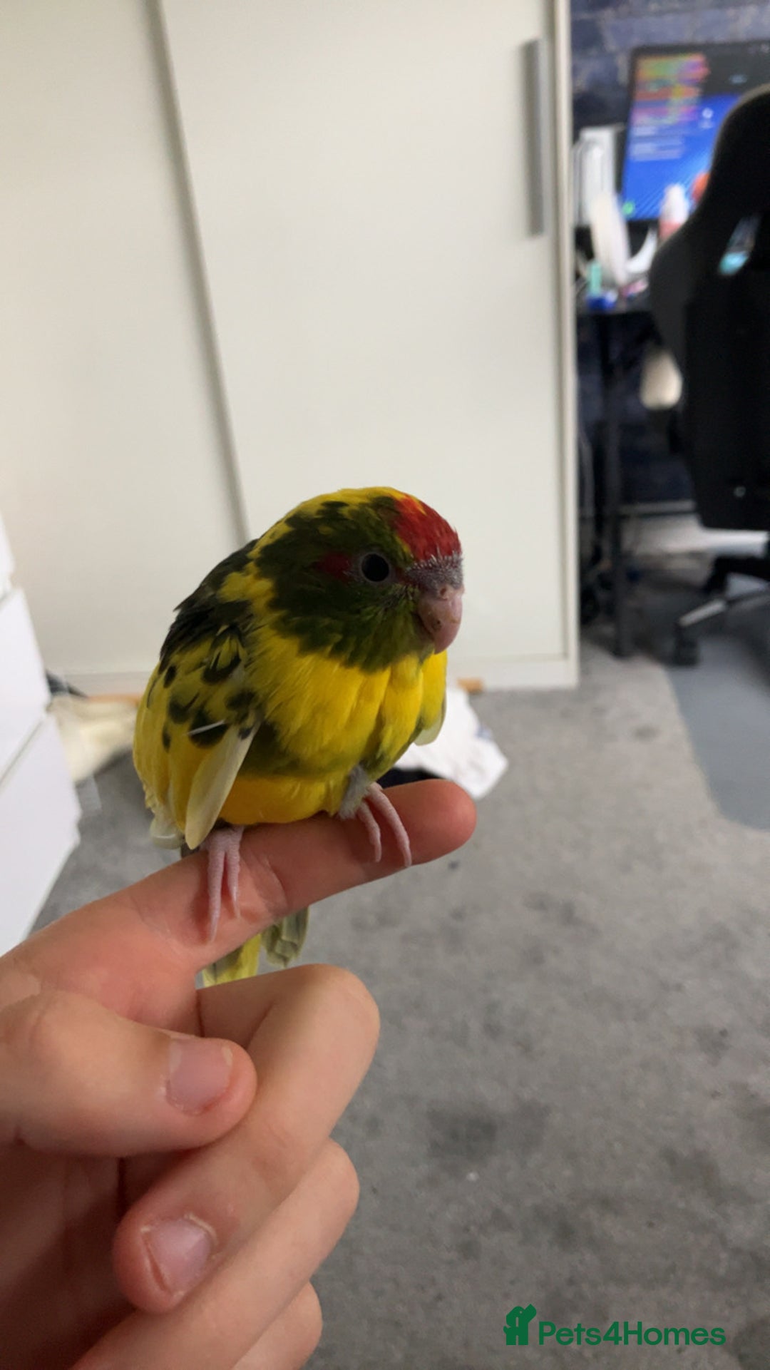 Parakeets birds for sale: Beautiful 7 week old Kakarikis - Advert 1