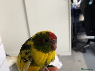 Parakeets birds for sale: Beautiful 7 week old Kakarikis - Advert 1