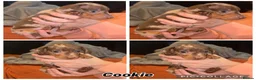 Miniature Dachshund dogs for sale: 4 Gorgeous Girls - Advert 2