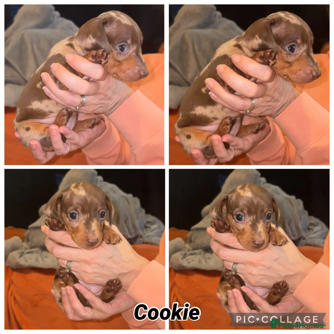 Miniature Dachshund dogs for sale: 4 Gorgeous Girls - Advert 2