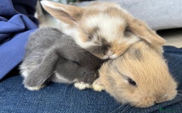 Mini Lop rabbits for sale: Mini Lops - Image 2