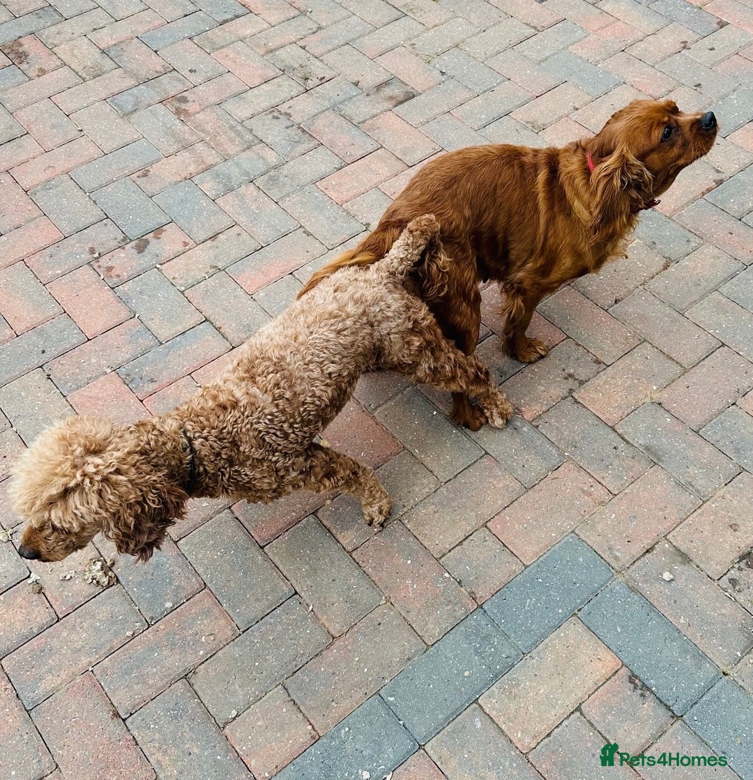 Cavapoo dogs for sale: Beautiful red cavapoos - Advert 9