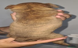 Mixed Breed dogs for sale: Top level Crossbreed pups - Image 9