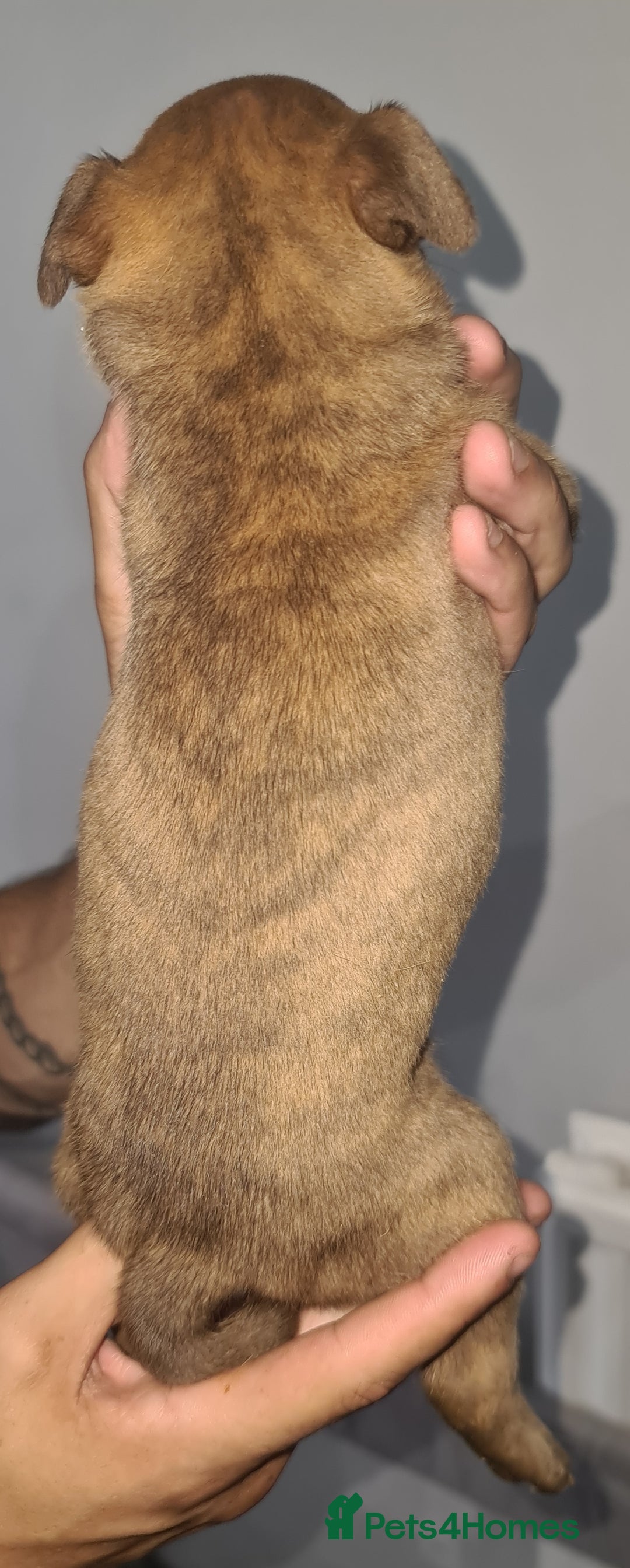 Mixed Breed dogs for sale: Top level Crossbreed pups - Image 9