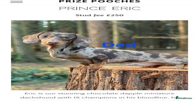 Miniature Dachshund dogs - Advert 2