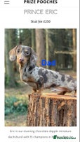 Miniature Dachshund dogs - Advert 11