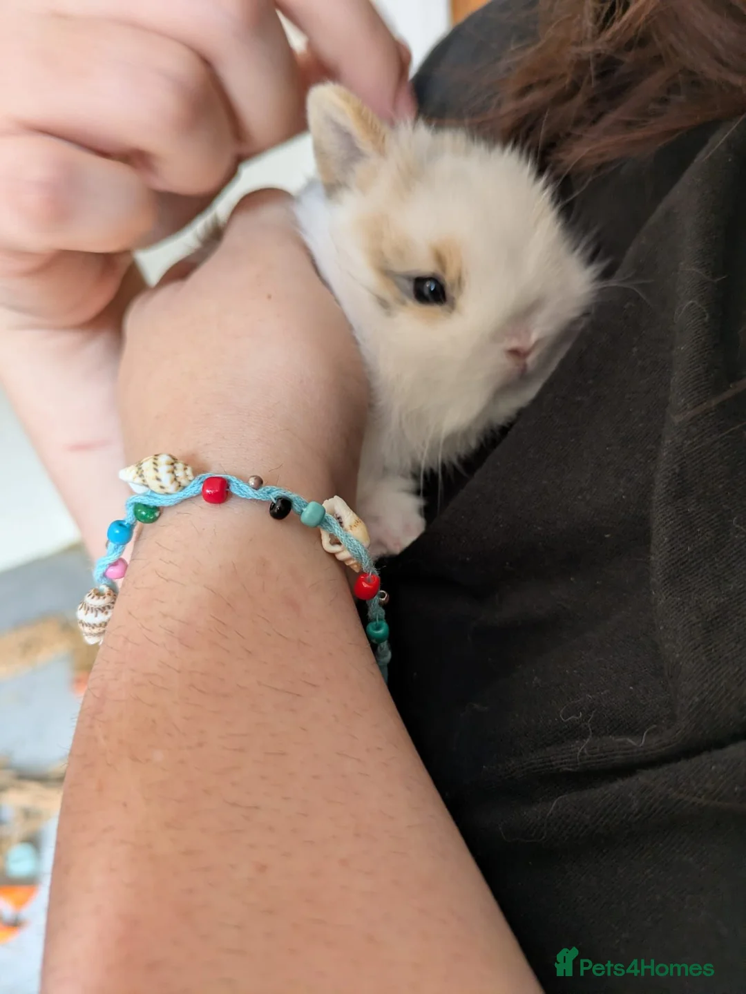Mixed Breed rodents for sale: Mixed Lionhead/Netherlands dwarf bunny in Leicester - Advert 2
