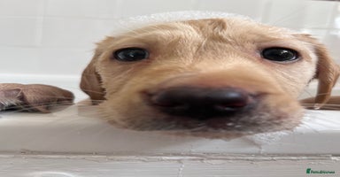 Labrador Retriever dogs - Advert 7