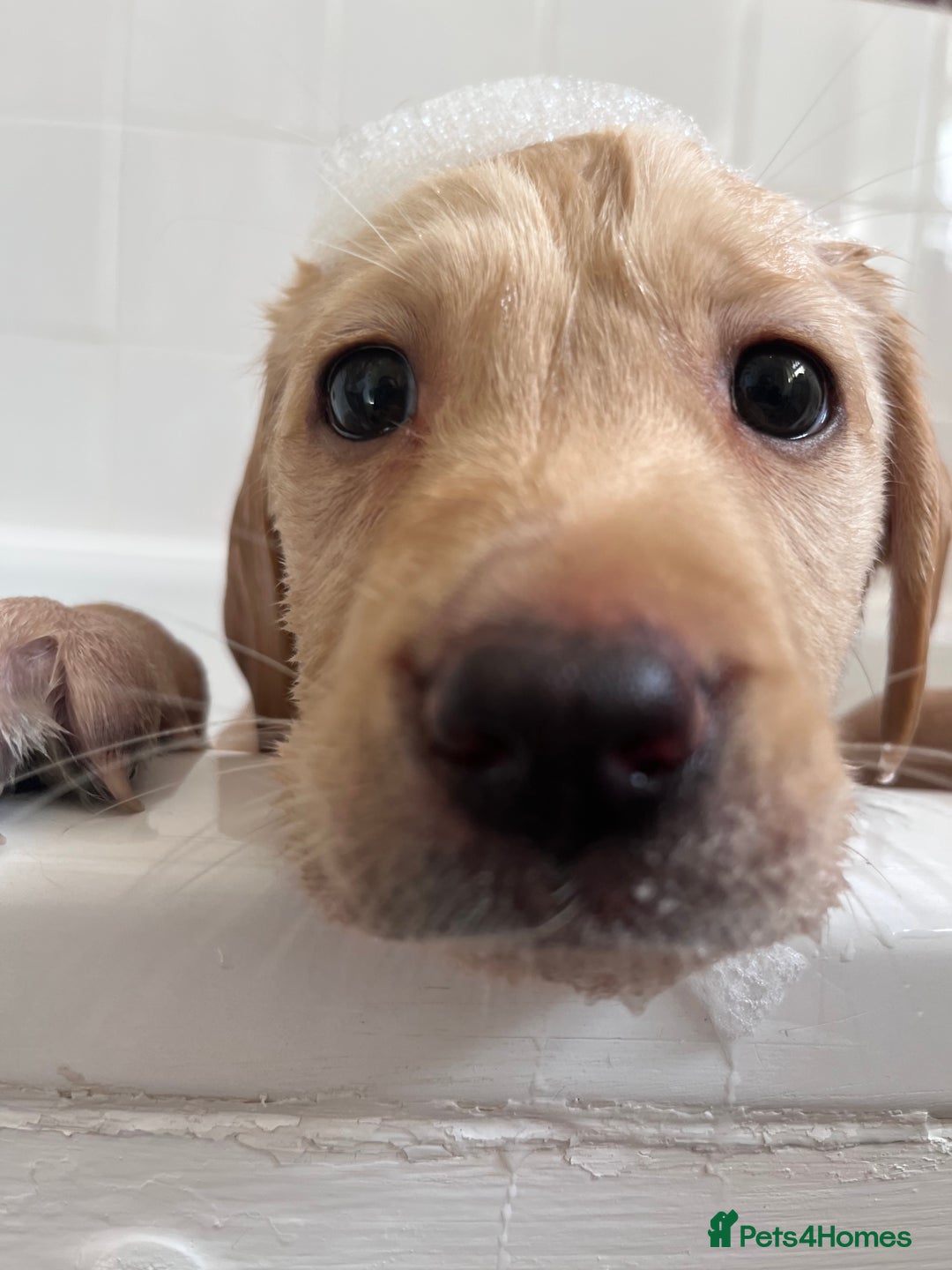 Labrador Retriever dogs for sale: Last Yellow Male available 19th Sept 2025 - Image 3