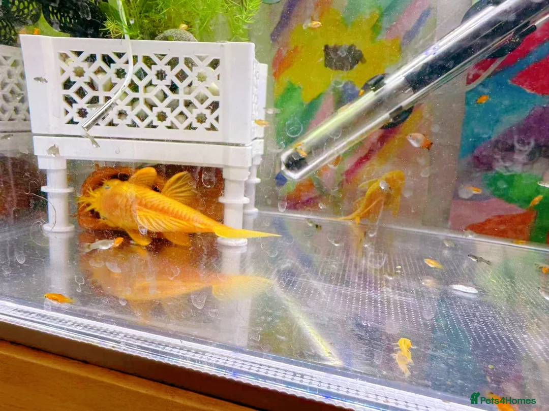 Plecos fish for sale: Golden Bristlenose Pleco L144 Lemon blue/black eye - Advert 9