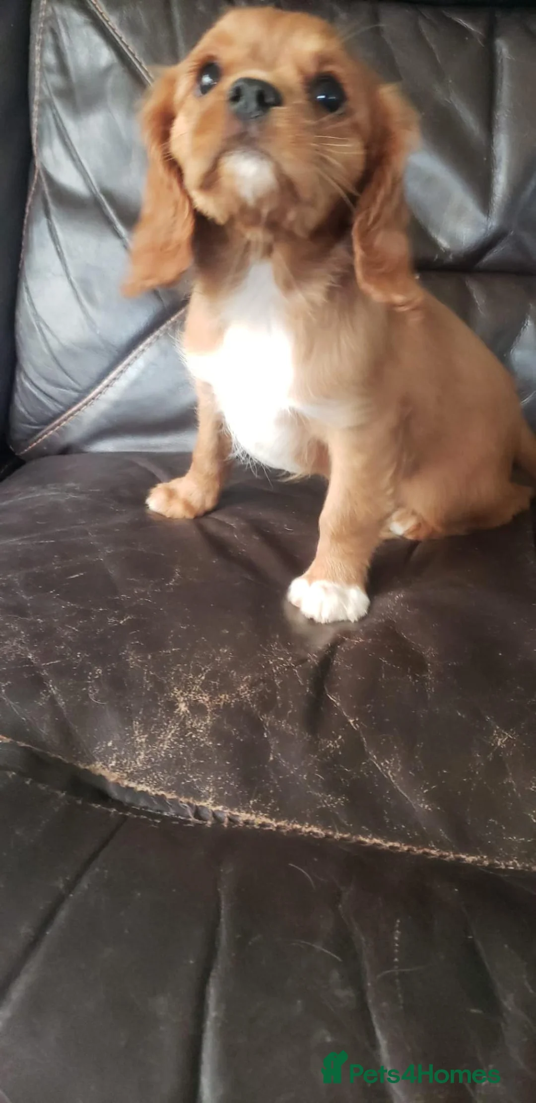 Cavalier King Charles Spaniel dogs for sale: One KC Reg Cavalier Male Available  - Advert 3