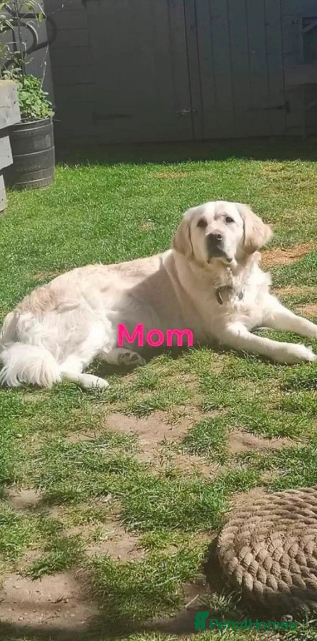 Golden Retriever dogs for stud: PROVEN KC Registered WOW  - Advert 18