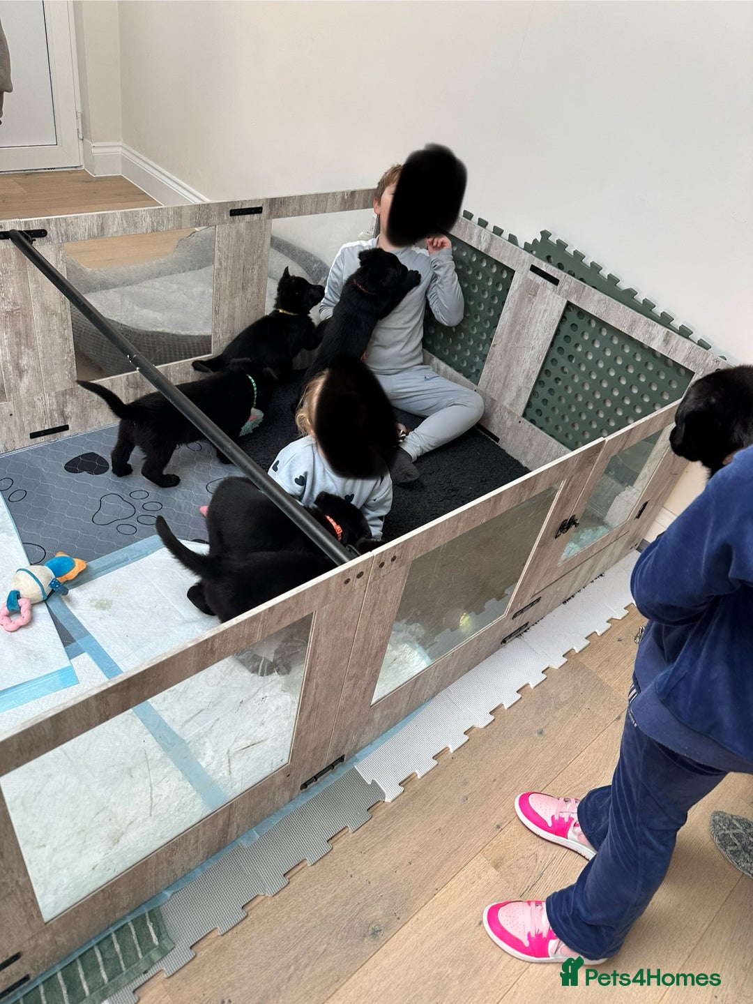 German Shepherd dogs for sale: Pure black german shepherd puppies - Image 12