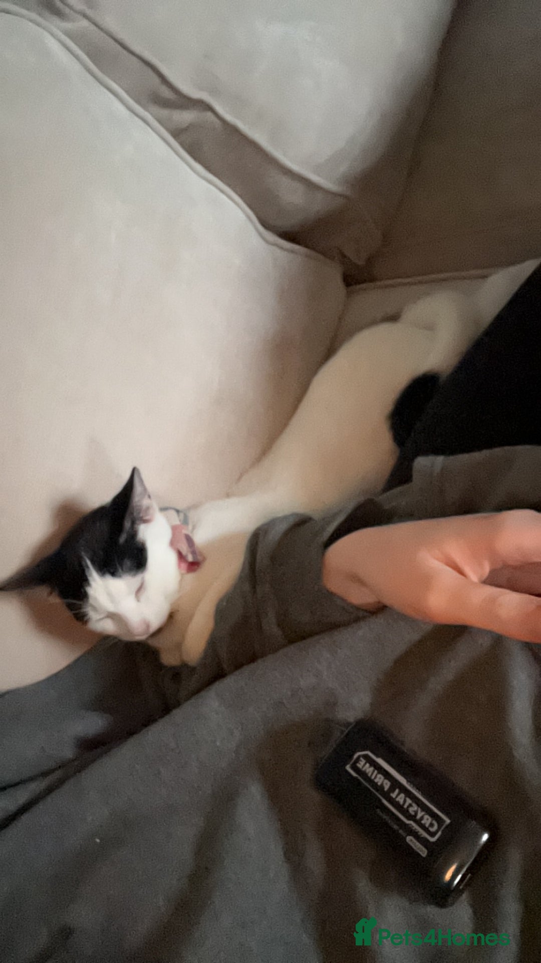 Domestic Shorthair cats for sale: Shadow and mickey - Image 6
