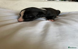 Whippet dogs for sale: Whippet/bedlington + whippet/collie - Image 10