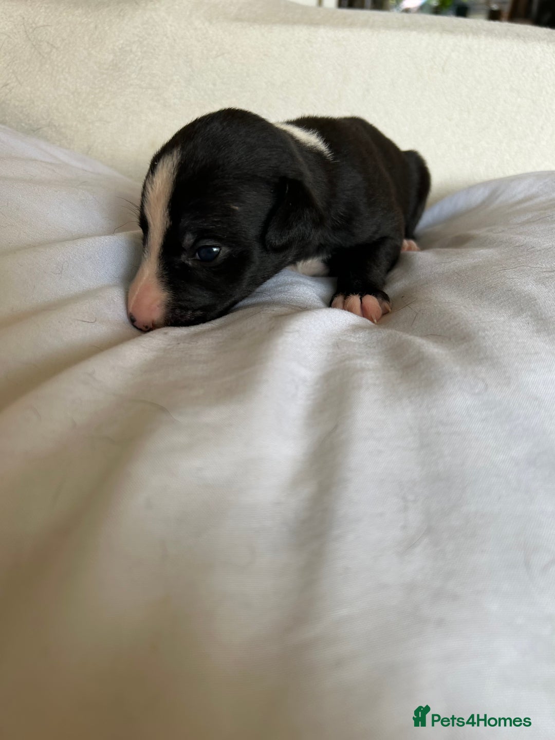 Whippet dogs for sale: Whippet/bedlington + whippet/collie - Image 10