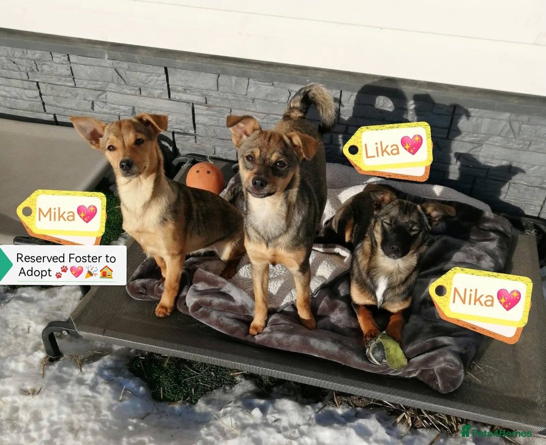 Mixed Breed dogs for adoption: ❤️NIKA & LIKA❤️ - 7 months wonderful small girls - Advert 1