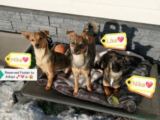 Mixed Breed dogs ❤️NIKA & LIKA❤️ - 7 months wonderful small girls - Advert 2