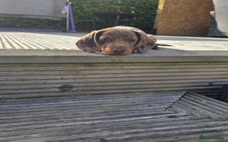 Miniature Dachshund dogs for sale: 3 left mini dachshund BOYS KC READY NOW   - Image 29