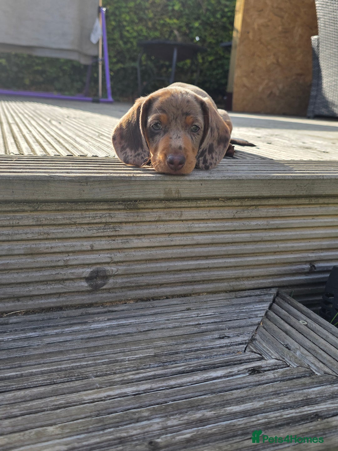 Miniature Dachshund dogs for sale: 3 left mini dachshund BOYS KC READY NOW   - Image 29