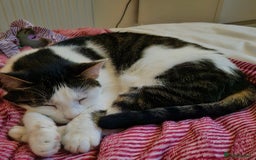 Mixed Breed cats for sale: Loving home needed for Chloe - Image 1
