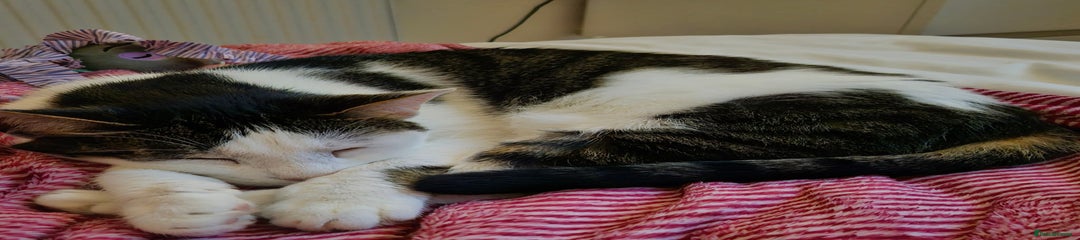 ADULT chloe 4 years old 
