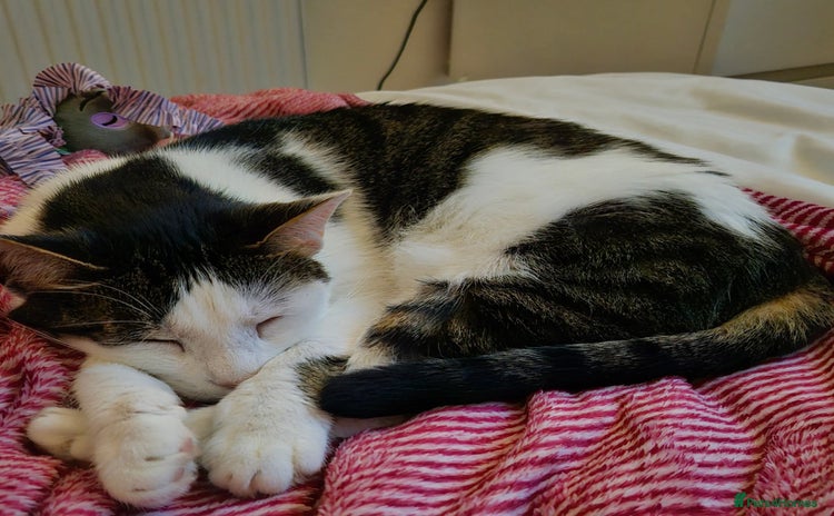Mixed Breed cats - Advert 3