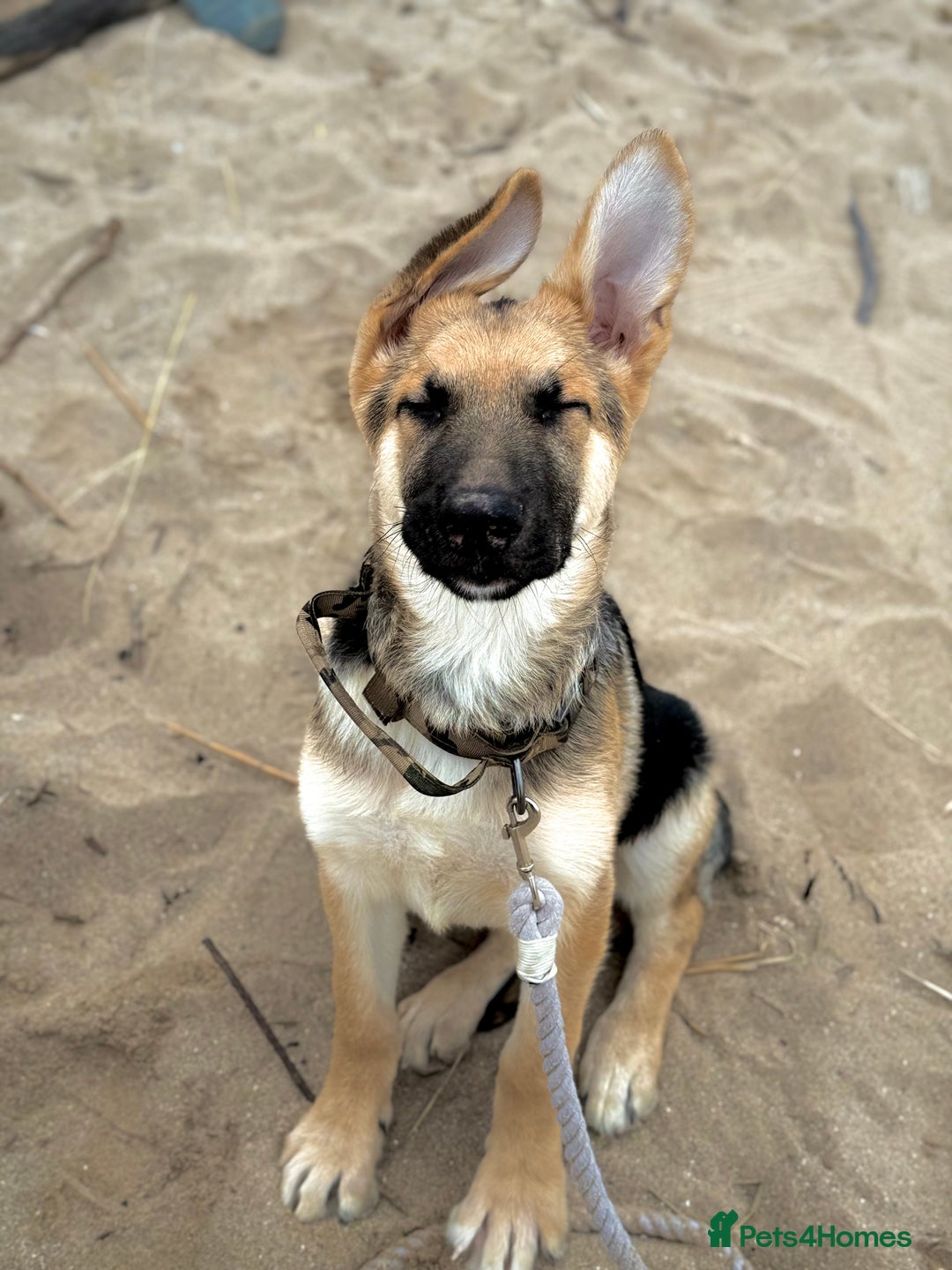 German Shepherd dogs for sale: Male German Shepherd Dog - Advert 11