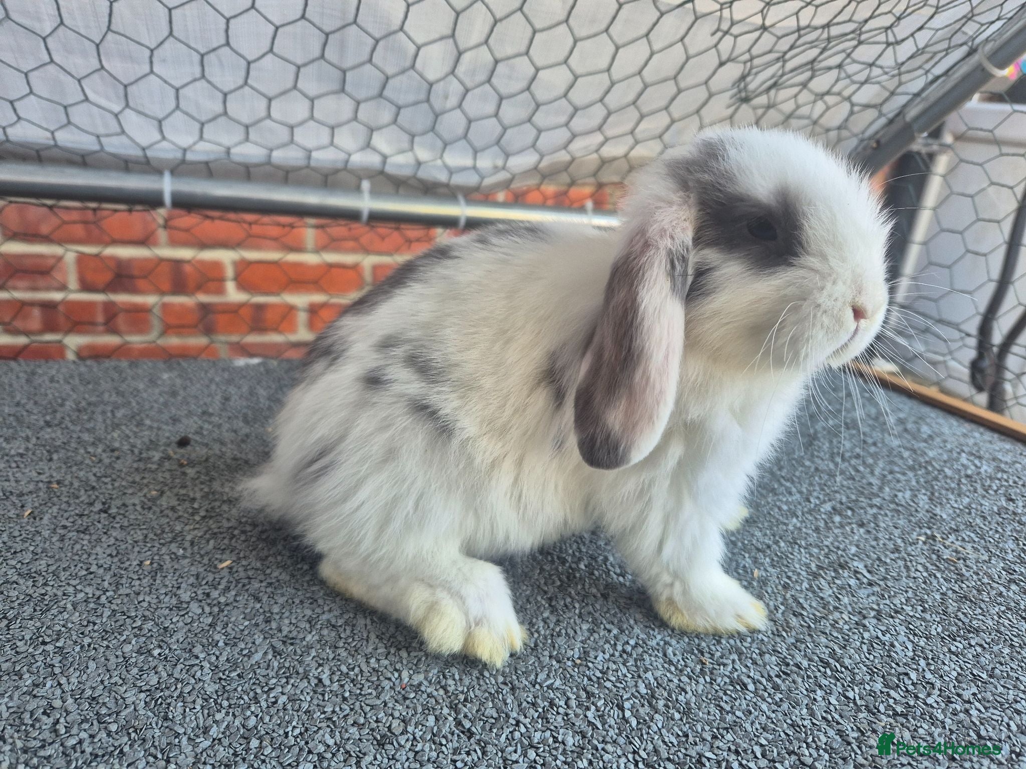 Mini Lop rabbits 💙 2 x girls 3 x boys available now❤️  - Advert 2