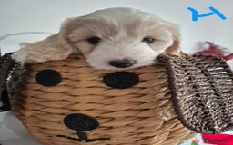 Mixed Breed dogs for sale: F1 Cockapoo and Maltipoo hybrid - Image 5