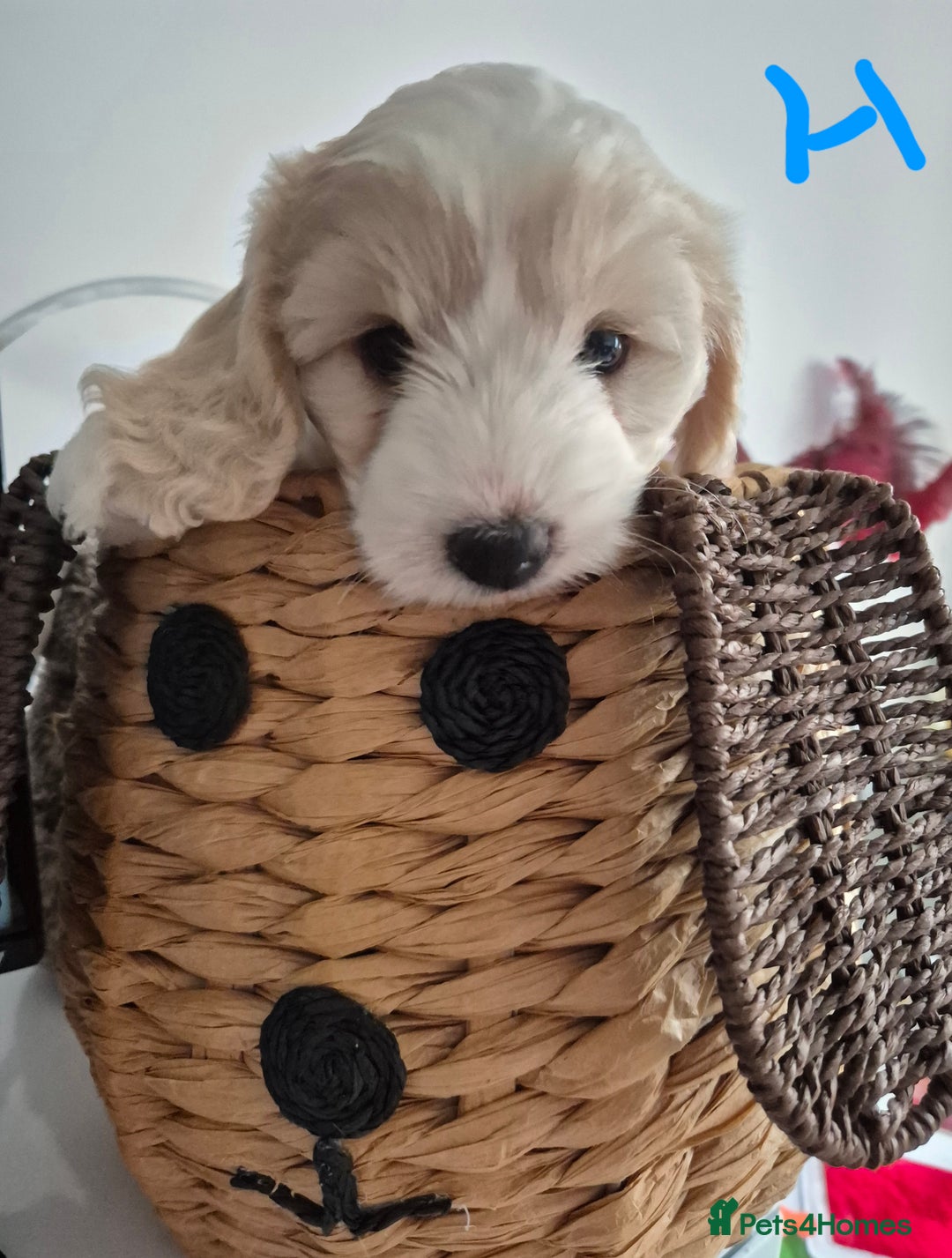 Mixed Breed dogs for sale: F1 Cockapoo and Maltipoo hybrid - Image 5