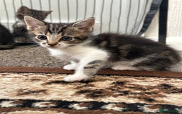 British Shorthair cats for sale: Little cat - Image 1