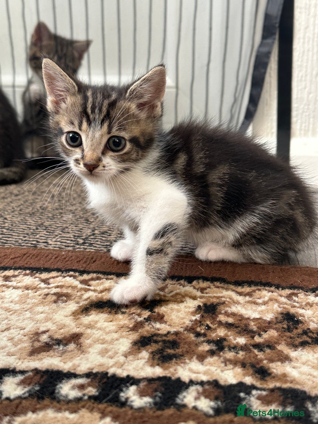 British Shorthair cats for sale: Little cat - Image 1