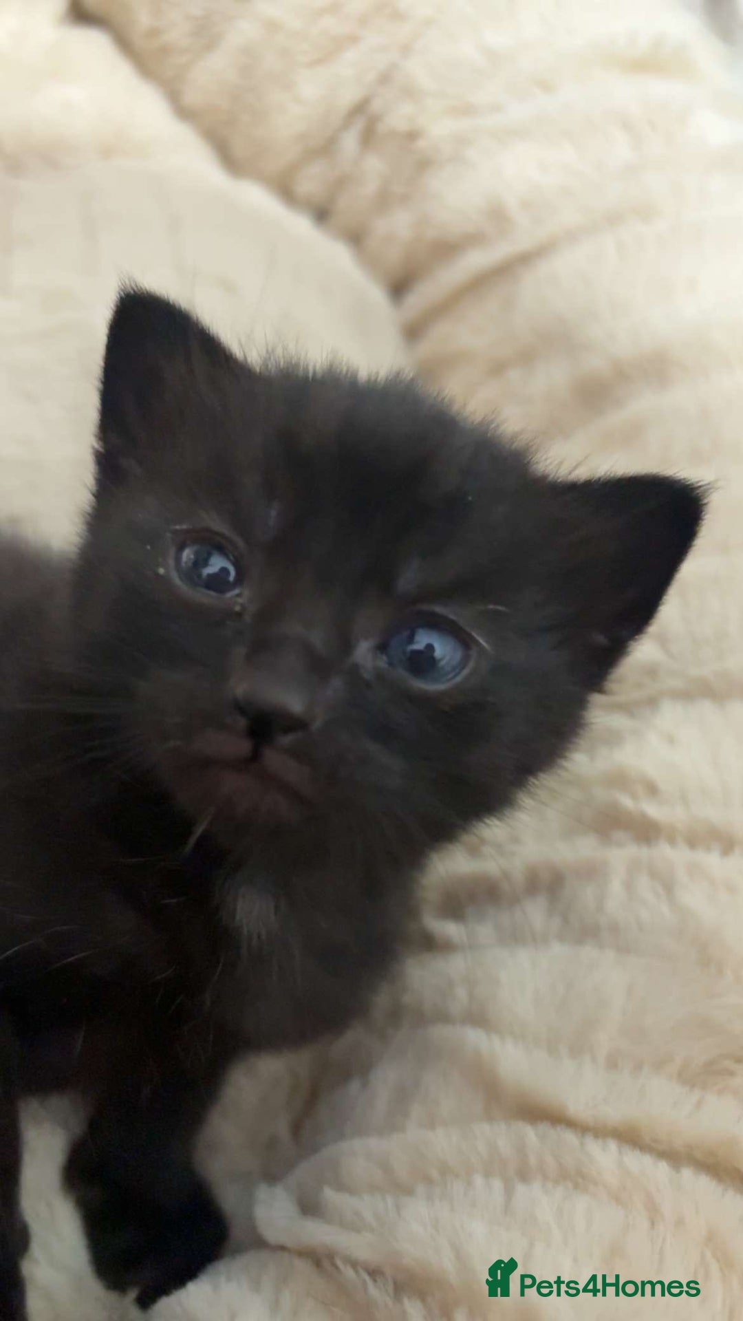 Mixed Breed cats for sale: girl kitten ready to go  - Advert 10